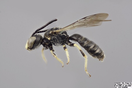 [Pseudopanurgus nebrascensis male (lateral/side view) thumbnail]